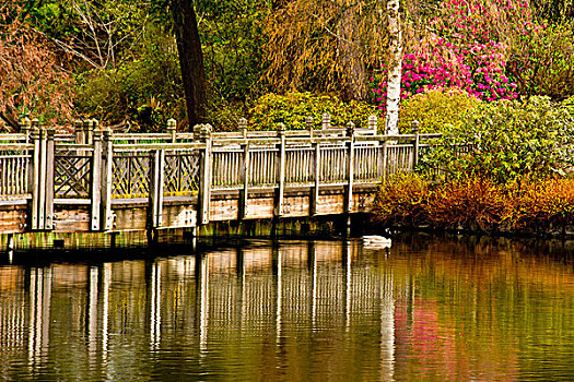 木桥,反射,晶莹,春天,湖,杜鹃花属植物,花园,波特兰,俄勒冈