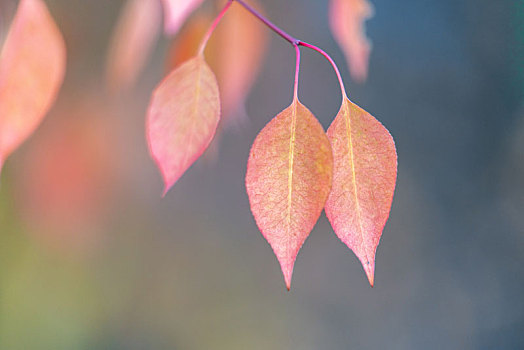 秋天树上的红色的叶子