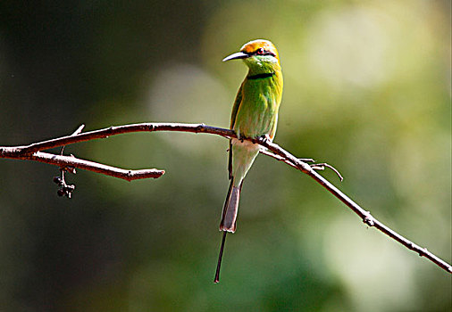 小,绿色,食蜂鸟,成年,栖息,细枝,印度,亚洲