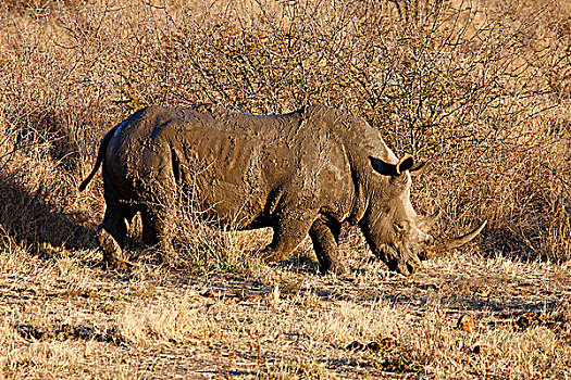南非,西北省,禁猎区,旅游,犀牛