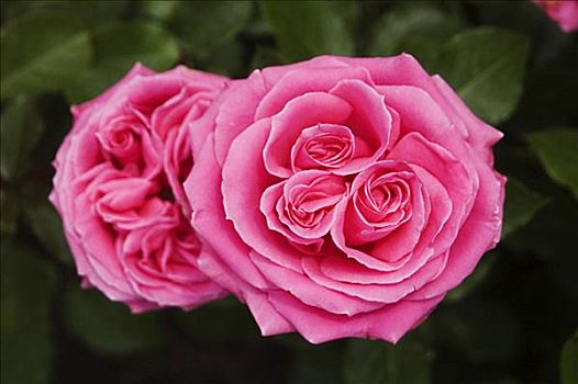 漂亮,粉色,玫瑰,花园