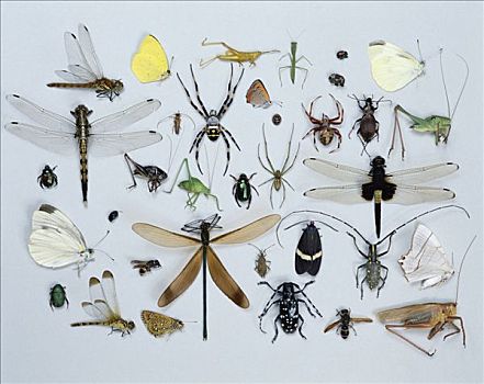 收集,昆虫,样本,展示,品种,形状,尺寸,日本
