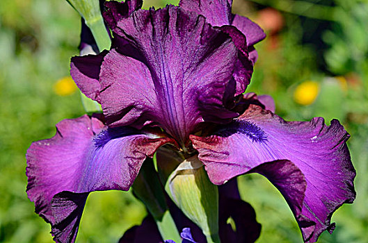 紫花,鸢尾,杂交品种