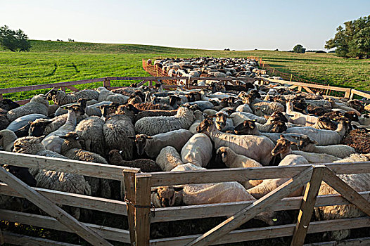 绵羊,畜栏,草场,梅克伦堡前波莫瑞州,德国,欧洲