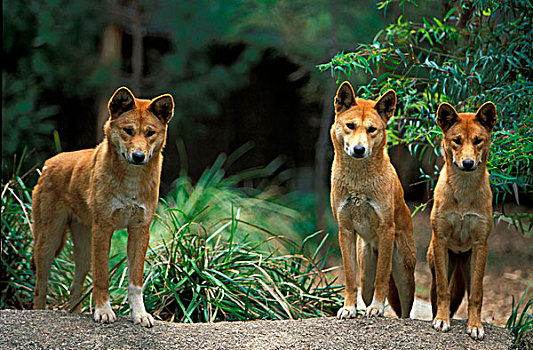 澳洲野狗,三个,成年,站立,植被,后面,澳大利亚