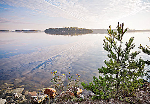 小,松树,海岸,湖,卡瑞里亚,芬兰