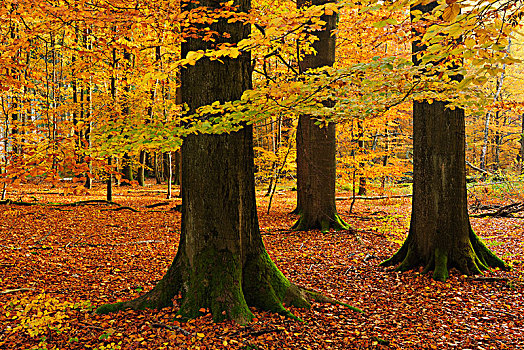 老,山毛榉,树,木头,草场,秋天,逆光,黑森州,德国,欧洲