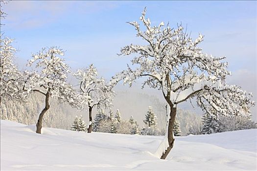 冬天,果园,苹果树,山谷,克恩顿州,奥地利,欧洲