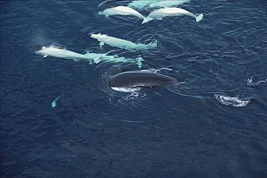 白鲸,烦扰,弓头鲸,兰开斯特海峡,加拿大