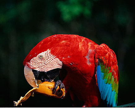 特写,金刚鹦鹉,亚马逊河,巴西