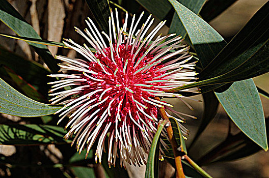 澳大利亚,澳洲南部,轮峰菊,花