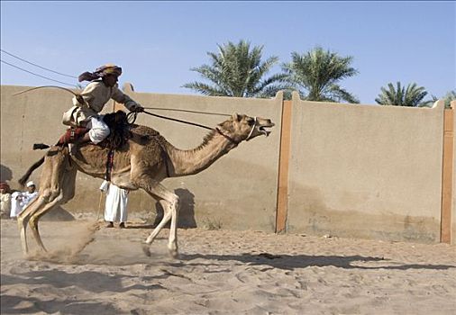 阿曼苏丹国,男人,骆驼,跑