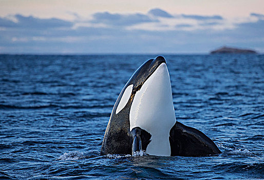 逆戟鲸,挪威,欧洲
