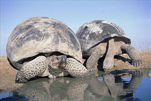阿尔斯多火山海岛陆龟,加拉巴哥象龟,一对,喝,暂时,下雨,季节,水池,阿尔斯多火山,伊莎贝拉岛,加拉帕戈斯群岛,厄瓜多尔