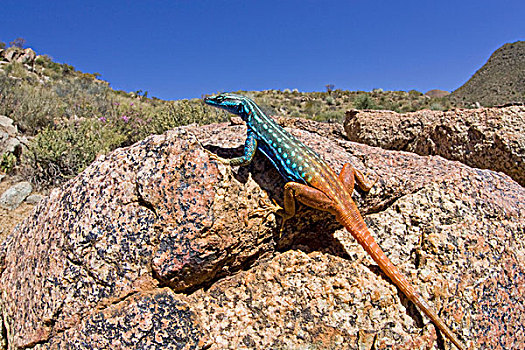 蜥蜴,多汁性,栖息地,阳光,岩石上,里希特斯韦德,北开普,南非