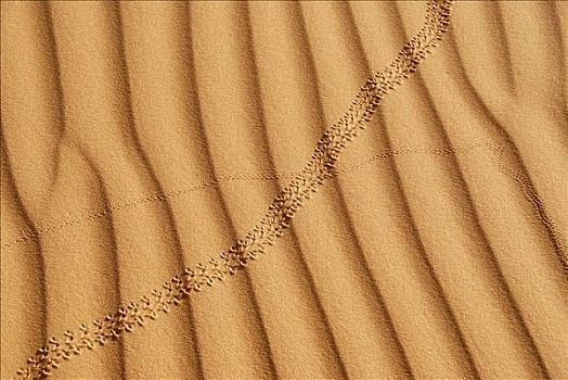 沙子,轨迹,利比亚