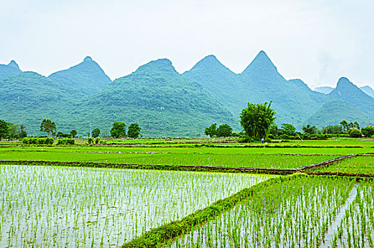 田园风光