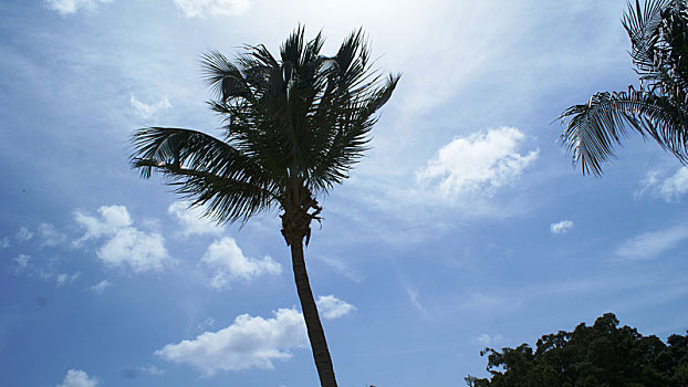 棕榈树,正面,天空