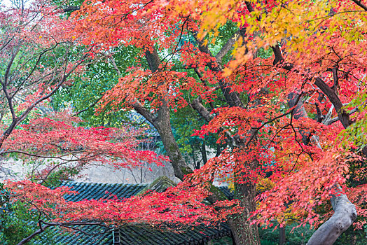 红叶秋景