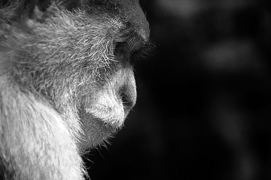 动物园里眷养的野生动物动物猴子