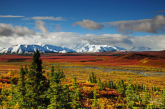 阿拉斯加山脉,秋天,针叶林带,德纳里峰国家公园,阿拉斯加,美国