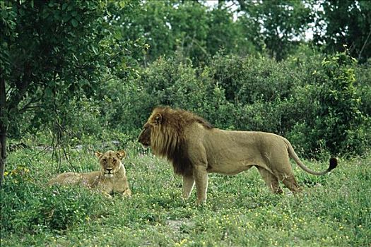 狮子,乔贝国家公园,博茨瓦纳