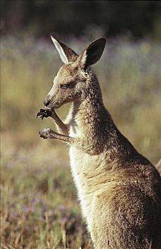 灰色,东方,袋鼠,灰袋鼠,哺乳动物,沃伦邦格尔国家公园,澳大利亚,动物