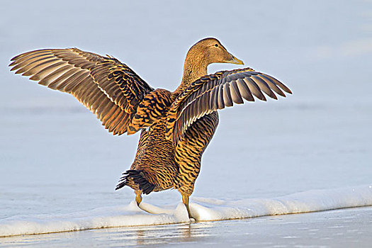绒鸭,雌性,翼,伸展,石荷州,德国,欧洲