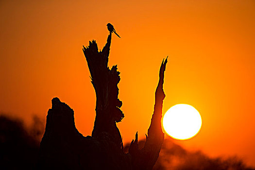 非洲,博茨瓦纳,莫雷米禁猎区,剪影,八哥,坐在树上,树干,奥卡万戈三角洲,日出,冬天,早晨