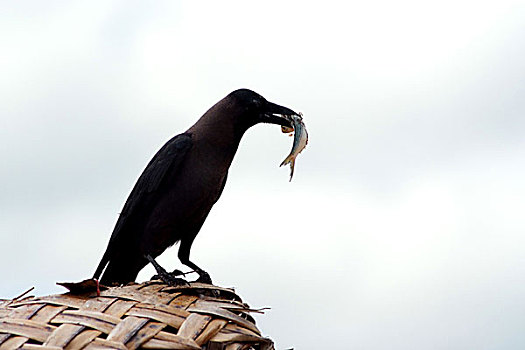 乌鸦,抓住,斯里兰卡,七月,2007年