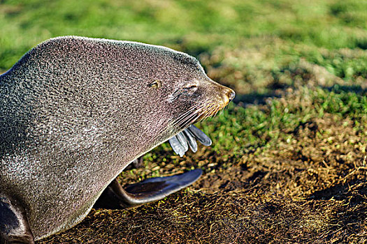 新西兰南岛野生海豹