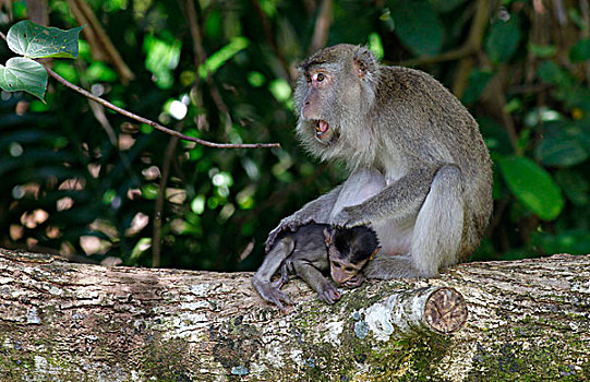 蟹肉,吃,短尾猿,母亲,巴戈国家公园,马来西亚