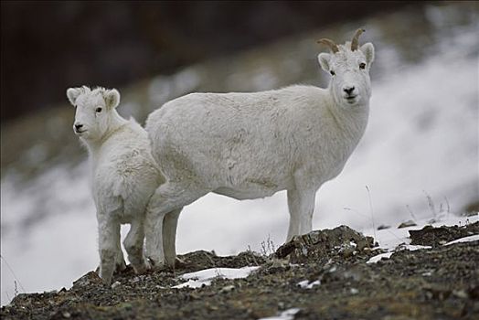 野大白羊,白大角羊,雌性,北美