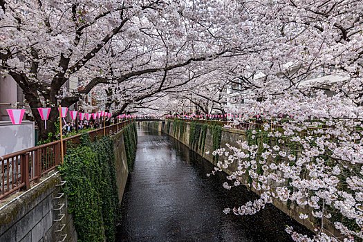 河,樱花,东京,日本
