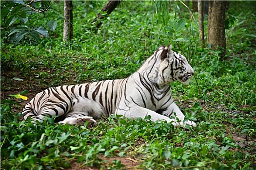 雌性,白色,孟加拉虎
