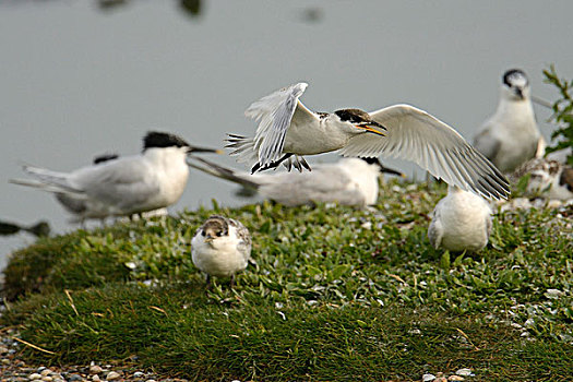 第一,飞行,测验,幼兽,白嘴端燕鸥,白嘴端燕,特塞尔,荷兰,欧洲