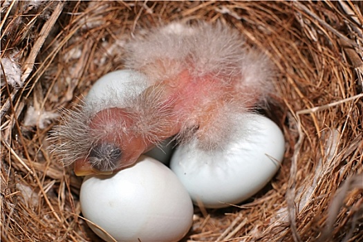 幼禽类,孵化,鸟窝