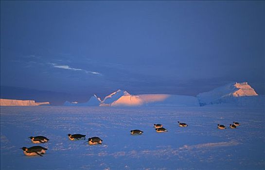 帝企鹅,浩大,远景,迅速,冰,栖息地,日落,南极