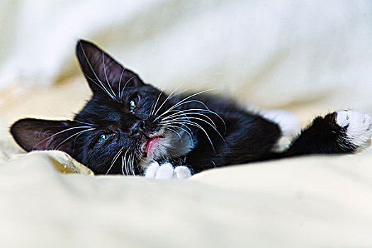 黑色,小猫,休息,床