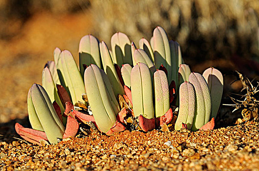 番杏科,格格普自然保护区,纳马夸兰,南非,非洲