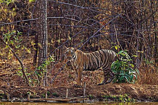 皇家,孟加拉虎,靠近,丛林,水塘,虎,自然保护区,印度