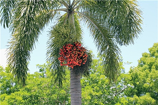 成熟,棕榈树,水果