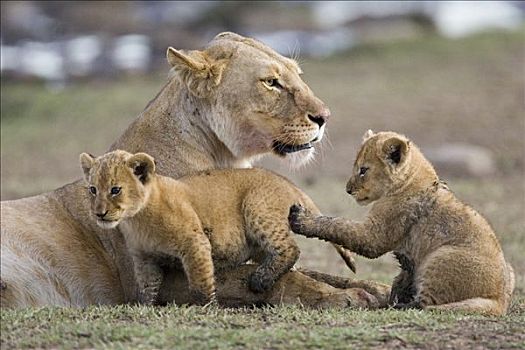 非洲狮,狮子,玩耍,4-5岁,星期,老,幼兽,母兽,脆弱,马赛马拉国家保护区,肯尼亚