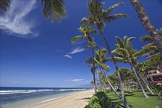 夏威夷,毛伊岛,卡亚纳帕里,海滩,棕榈树,沙子,草,酒店,后面
