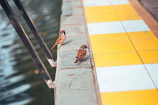 两只湖边的小麻雀