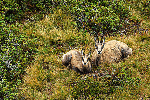 岩羚羊,幼兽,不活跃,伯恩高地,瑞士,欧洲