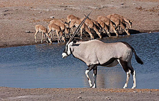 纳米比亚,埃托沙国家公园,长角羚羊,黑脸高角羚,水坑