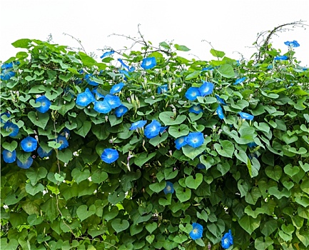 蓝色,牵牛花,花,植物