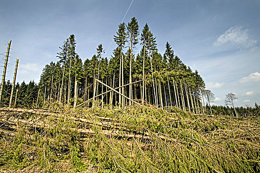 风暴,损坏,藻厄兰,靠近,暴风,2007年,北莱茵威斯特伐利亚,德国,欧洲