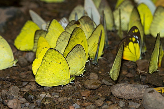 蝴蝶,普通,草,黄色,泰国
